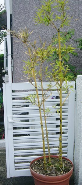 この竹の種類と育て方を教えて下さい 直径４０cmの鉢植えです Yahoo 知恵袋