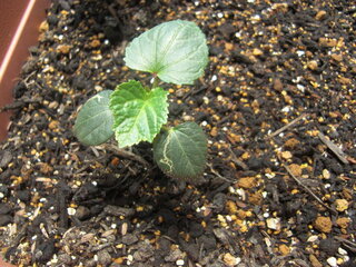 写真はオクラの葉なのですが 最近虫が這ったような跡がある事に気付きました 虫 Yahoo 知恵袋