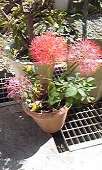 この花の名前教えてください 球根で チューリップのような葉 うちあげ花火のよ Yahoo 知恵袋