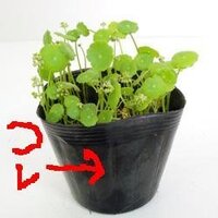 睡蓮鉢でメダカと一緒に育てるウォーターマッシュルーム 植木屋さんで売っていた Yahoo 知恵袋