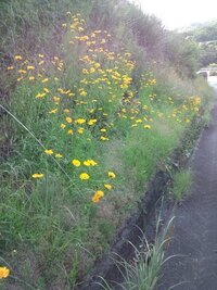 黄色いこの花は道端に生えている花ですか 名前は何ですか オオキバナ Yahoo 知恵袋