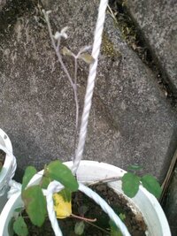 甘くないアケビ 家庭菜園でアケビ栽培を始めました 野生の Yahoo 知恵袋