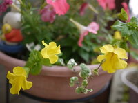 この花の名前を教えて下さい トレニアに似ているのですが 花は色の混 Yahoo 知恵袋