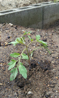 これはトマトの苗でしょうか 家庭菜園3年目です 今日 草取り Yahoo 知恵袋