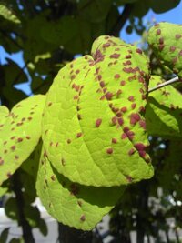 カツラ の木の葉の病気 北海道からです 自宅庭に４年程前から植え Yahoo 知恵袋