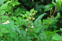 この前 つぼみが沢山ある野バラを頂いたのですが 結局開かないまま枯れてしまい Yahoo 知恵袋