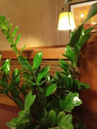 金のなる木の花が咲くと縁起が悪いって本当ですか 我が家の金のなる木に Yahoo 知恵袋