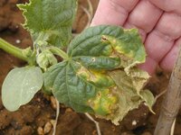 1週間前に植えた 胡瓜の葉が病気になりました 褐斑病か炭疽病あるいは別の病気 Yahoo 知恵袋