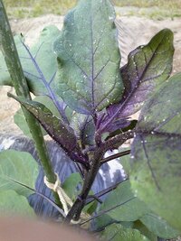 ナス葉の異常 菜園初心者ですナスを5本植えましたがそのうちの3本の葉に白 Yahoo 知恵袋