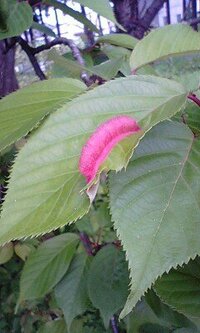 閲覧注意 ピンクの芋虫 近所の保育園の木に このピンクい芋虫 Yahoo 知恵袋