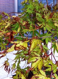 新芽が綺麗な紅葉にアブラムシが大量発生 すぐにスミチオンで消毒しましたが１ Yahoo 知恵袋