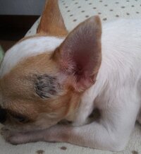 一昨日から犬の鼻の上にかさぶたが出来ていているのに気付きました 散歩中や家 Yahoo 知恵袋