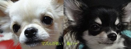愛犬家の方にチワワを黙らせる方法について質問です。僕も犬好きですが 