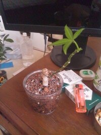 観葉植物パキラの枝を増やすにはどうしたら良いでしょうか 根元や Yahoo 知恵袋