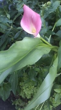 あっかんベーの花を知っている人は その花の写真と その花の名 Yahoo 知恵袋