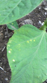 家庭菜園の枝豆の葉っぱに点々があります 病気ですか 虫ですか Yahoo 知恵袋