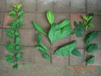 プラムの種を植えたら実はなりますか まずいですか もう1個種を植えておいてら Yahoo 知恵袋