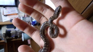 息子が捕まえてきたこの赤ちゃん蛇は アオダイショウかマムシか見分けがつく方教 Yahoo 知恵袋