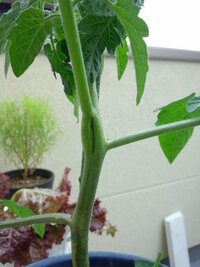 ミニトマトの茎が写真のように 分かれてくっつく とでも言いましょうか なんだ Yahoo 知恵袋