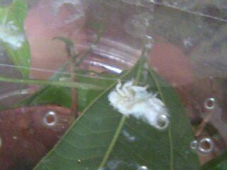 虫についての質問です 葉にいる白いふわふわした3mm位の虫の名前を教えて下さ Yahoo 知恵袋