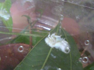 虫についての質問です 葉にいる白いふわふわした3mm位の虫の名前を教えて下さ Yahoo 知恵袋
