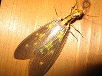 家の網戸に止まってたんですけど黒い羽に黄色の斑点なんですけど名前が Yahoo 知恵袋