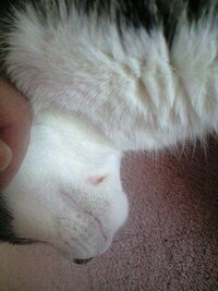 顎の下が少しハゲで傷が出来ています 昨日から愛猫の顎の下が5ミリほ Yahoo 知恵袋
