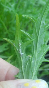 ベランダで水菜を育てていたのですが 写真の様な白い虫が大量に発生し Yahoo 知恵袋