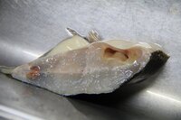 釣り上げたカレイが病気 今日３０ ４０センチほどのクロガシラ Yahoo 知恵袋