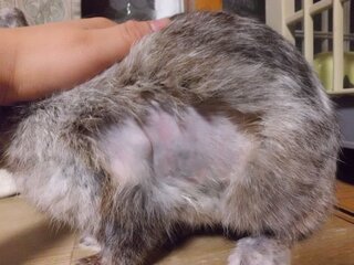 うさぎ の毛が抜けて皮膚が見えてる状態です 元気で食欲も普通にあって排泄 Yahoo 知恵袋