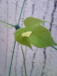 朝顔にたくさん白い虫がいます 写真撮りましたが何かわかりますか Yahoo 知恵袋