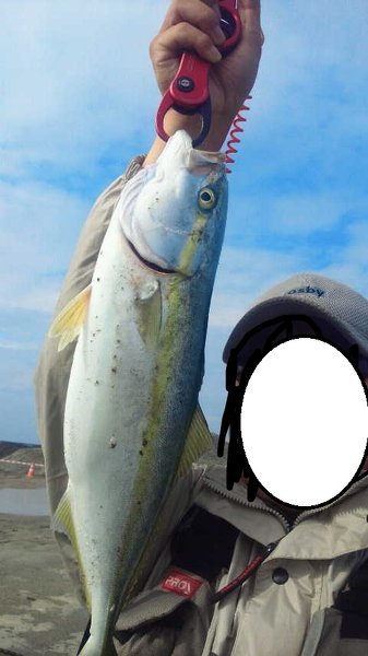魚の｢メジロ」について。関西では、ハマチとブリの間をメジロと言い 
