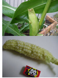 とうもろこしのひげがある日突然なくなってしまいました 家庭菜園でとうもろこし Yahoo 知恵袋