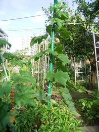 カボチャの雄花と雌花が同日に咲かない場合の対策 1 次でした質問の Yahoo 知恵袋