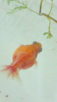 金魚 ピンポンパール が多分赤班病になってしまいました 塩水につけ Yahoo 知恵袋