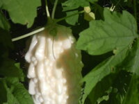 白ゴーヤを初めて栽培したのですが収穫時期の大きさがわかりません Yahoo 知恵袋