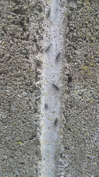ブロック塀に大量にいる虫の正体 画像の虫の名前を教えてください 大きさ５ミリくら 教えて 住まいの先生 Yahoo 不動産