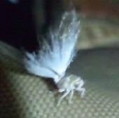 お尻に綿毛 の生えた白い虫 何の虫でしょう 昨日 夕方の渓谷で飛んで来た白い Yahoo 知恵袋