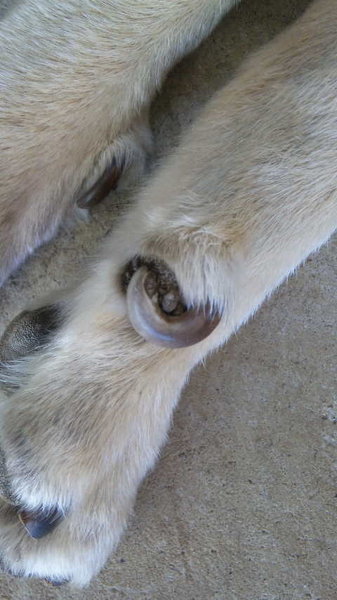 最も人気があります 犬狼爪