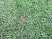 芝生が茶色い部分があります 原因は何でしょうか 部分的に茶色部分ができて Yahoo 知恵袋