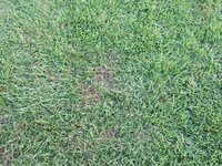 芝生が茶色い部分があります。原因は何でしょうか 部分的に茶色部分ができてしまいました。
パッと見は緑の絨毯のようですが、よくみると茶色い個所があります。
元々水はけが悪いので朝露による蒸れでしょうか？
写真からわかる点がありましたら教えてください。

状況
・今年のＧＷに植え付けて約３カ月の状態
・肥料焼けにならないように適度に肥料をあがてます
・猛暑つづきなので、１日おきに...