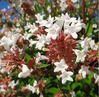 簡単で書きやすい 綺麗な花を教えてください 可愛い花でもい Yahoo 知恵袋