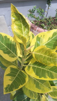 アルテシーマの葉がふやけてる 観葉植物のアルテシーマを 野外 Yahoo 知恵袋