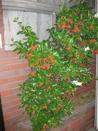 家の玄関先にこの木があります 白い花が咲き 小さな赤い実がつきます 枝にはと Yahoo 知恵袋