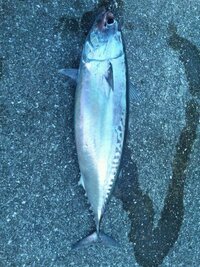 マルソーダガツオは生で食べられますか 俺は生じゃ 食わない 以下 Yahoo 知恵袋