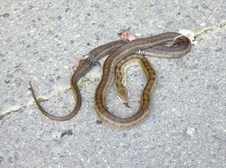 長野県南部の山道を歩いていたら 蛇の轢死体を発見しました シマヘビですか Yahoo 知恵袋