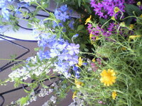 写真の水色と黄色の花の名前を教えてください 水色の花は 背丈が30センチくら Yahoo 知恵袋