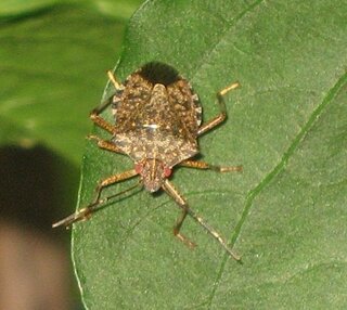 何の虫 パプリカが大変なことに 最近 丹精こめて育てきたパプリカに害 Yahoo 知恵袋