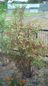 ブルーベリーが枯れたのは除草剤 庭に植えて３年になるブルーベ Yahoo 知恵袋