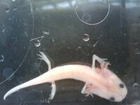 ウーパールーパーを飼っていますが よく見ると後ろ足の片方が怪我しているようで Yahoo 知恵袋